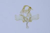 Paraswammerdamia albicapitella