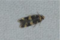 Oegoconia caradjai