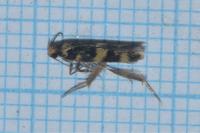Oegoconia caradjai