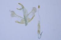 Oegoconia caradjai