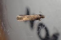 Scrobipalpa acuminatella