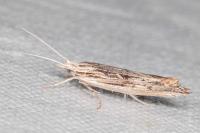 Ypsolopha scabrella