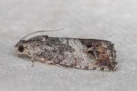 Cydia splendana