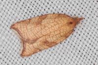 Acleris rhombana