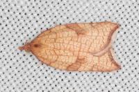 Acleris rhombana