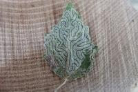Phyllocnistis labyrinthella