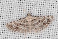 Alucita palodactyla