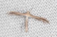 Stangeia siceliota