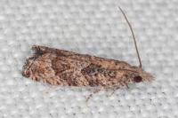 Acroclita subsequana