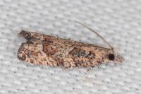 Acroclita subsequana