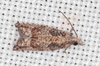 Acroclita subsequana
