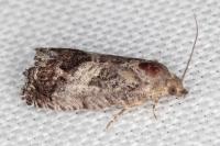 Cydia splendana