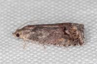 Cydia splendana