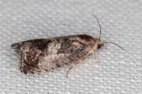Cydia splendana