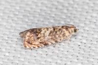 Pammene gallicolana