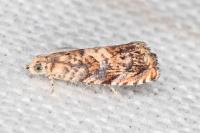 Pammene gallicolana