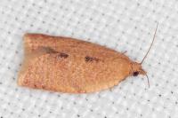 Clepsis consimilana