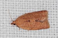 Clepsis consimilana