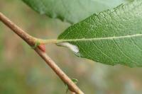Phyllocnistis ramulicola