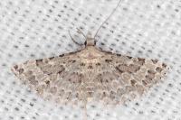 Alucita palodactyla