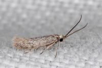 Urodeta hibernella