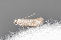 Urodeta hibernella