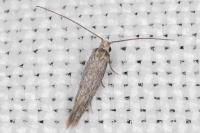 Urodeta hibernella
