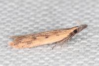Dichomeris acuminata