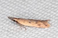 Dichomeris acuminata
