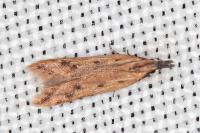 Dichomeris acuminata