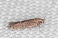 Ephysteris promptella