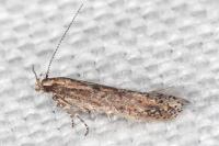 Ephysteris promptella