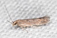 Ephysteris promptella