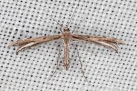 Gypsochares bigoti