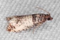 Notocelia incarnatana/mediterranea