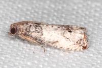 Notocelia incarnatana/mediterranea