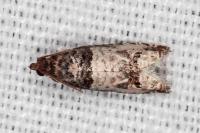 Notocelia incarnatana/mediterranea