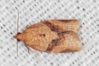 Clepsis consimilana