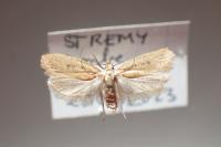 Agonopterix