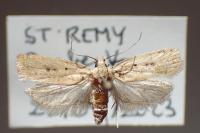 Agonopterix