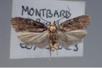 Agonopterix liturosa