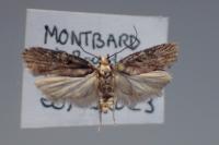 Agonopterix liturosa
