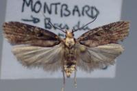 Agonopterix liturosa