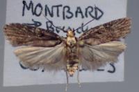 Agonopterix liturosa