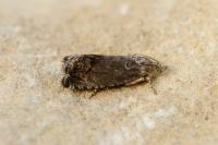 Cydia splendana