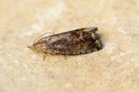 Cydia splendana