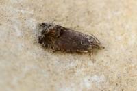 Cydia splendana