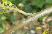 Phyllocnistis ramulicola