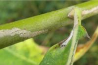 Phyllocnistis ramulicola