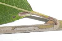 Phyllocnistis ramulicola